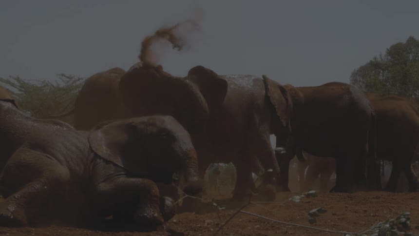 Elephants covered in mud in nature
