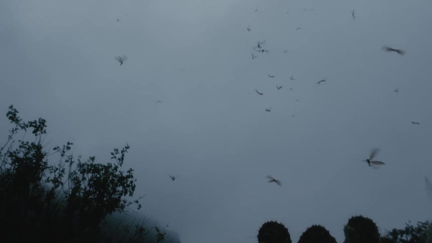 Large dragonflies fly up over the forest