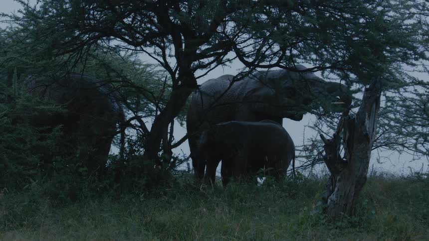 An elephant eating leaves from a tree in nature