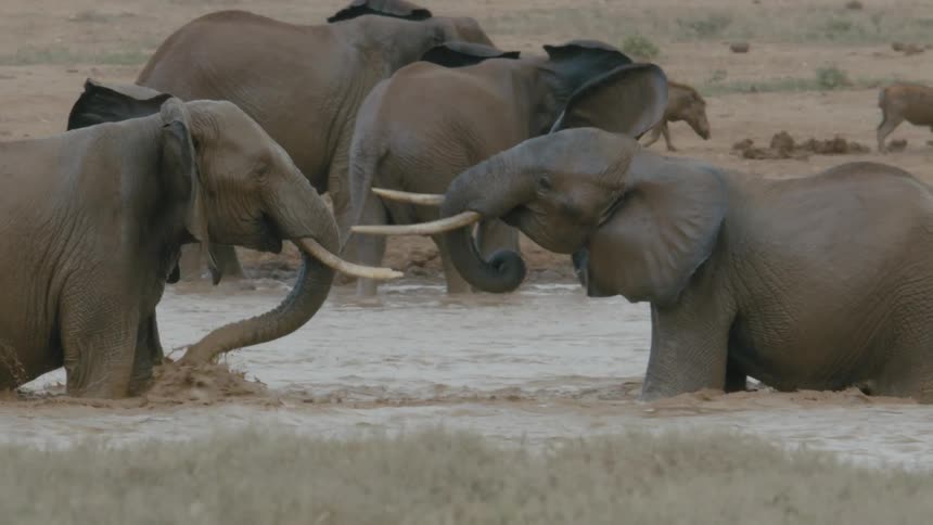 Two male elephants fighting in a river in the wild