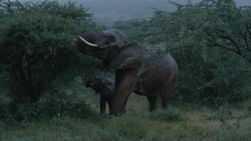 Adult elephant and baby elephant eating the leaves of a small tree while its raining
