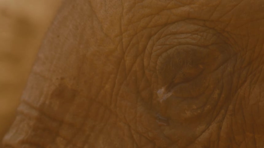 An elephant blinks its eye as smoke or steam float past its face