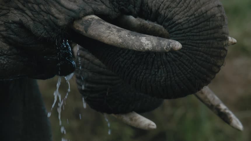 Two elephants at nature drinking water with their trunks