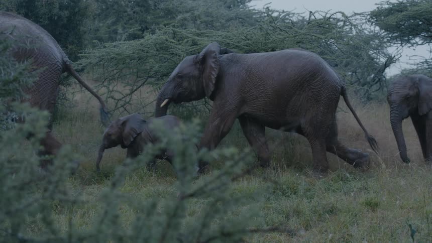 Herd of elephants walking in line through a field out in the wild