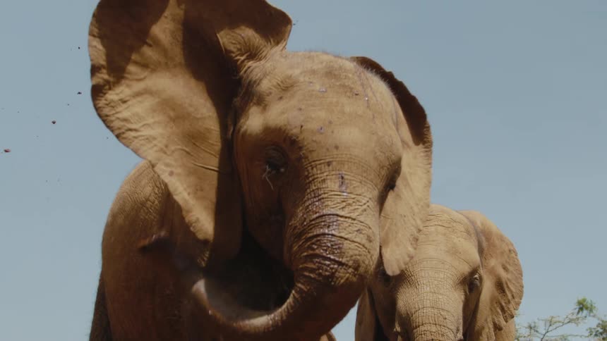An elephant throwing mud with its trunk in nature