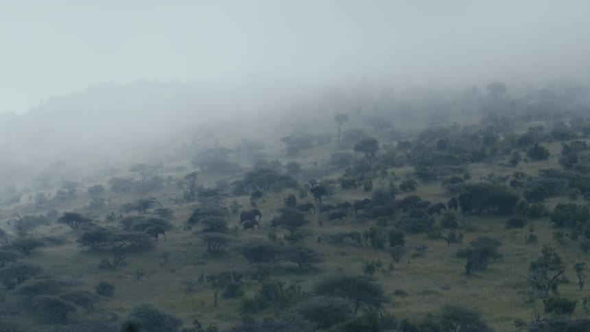 A herd of elephants walks up a slope with fog hanging over head