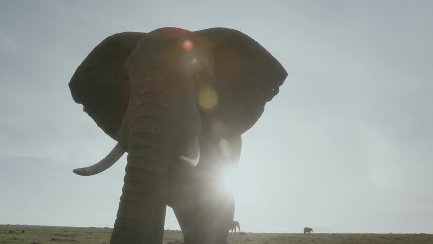 African elephant is silhouetted against the shining sun in the field
