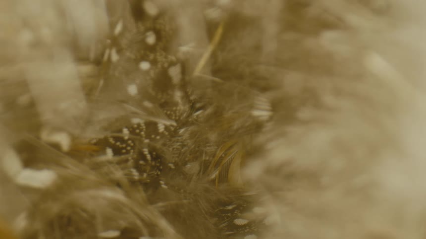 Extreme close up of yellow feathers or grass moving with a small breeze