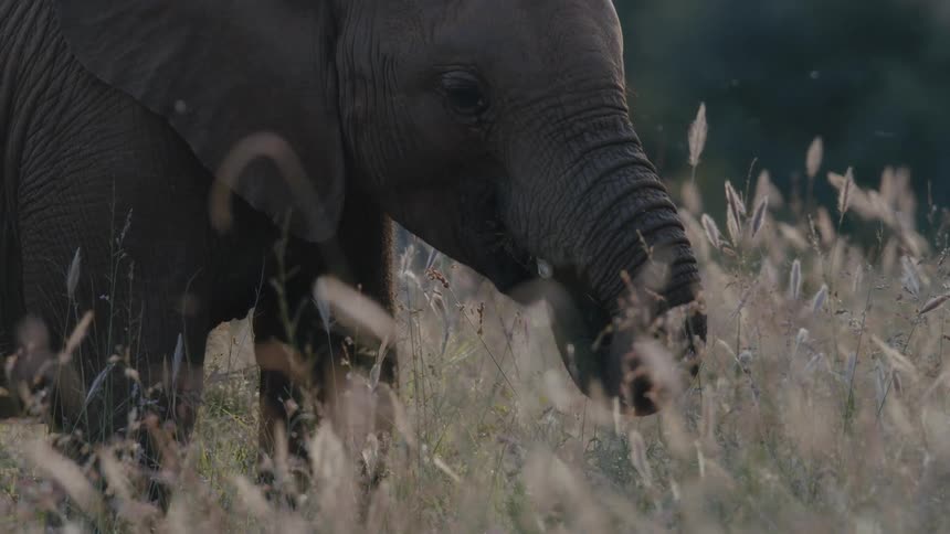 An elephant eats reeds in a field