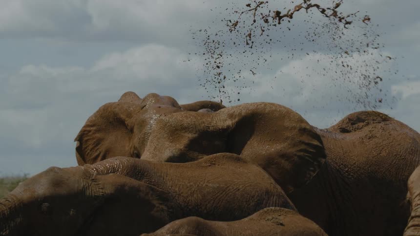 Elephants splash around in a dirty puddle