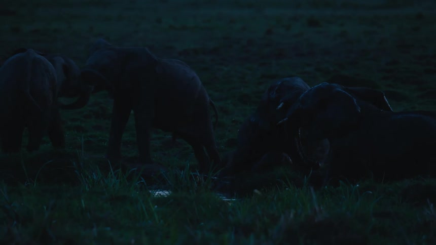 Four baby elephants interacting and playing together at an open field during the night