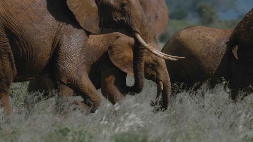 Baby elephant trying to keep up with rest of the herd in the wild
