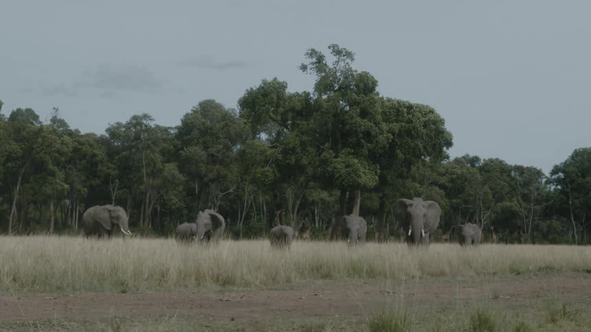 Herd of african elephants walks in the field