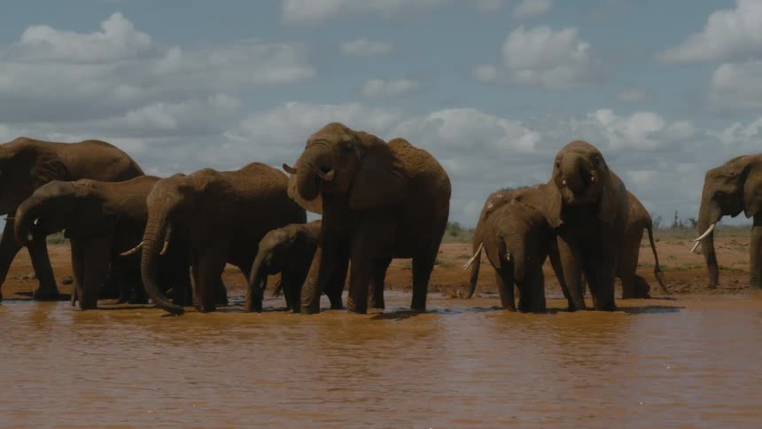 Herd of elephants drinking water from a lake