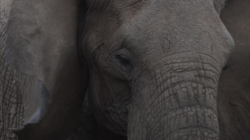 An elephant flapping its ears