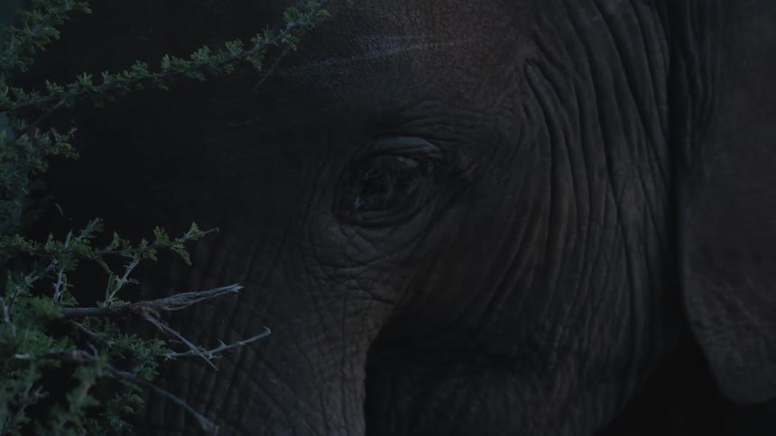 An elephant chewing on vegetation in nature