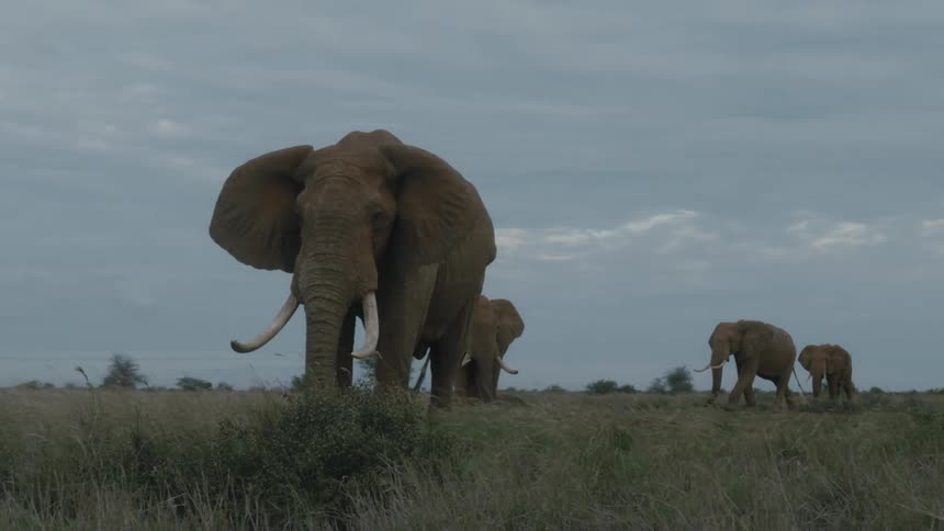 A herd of elephants in a grassy field