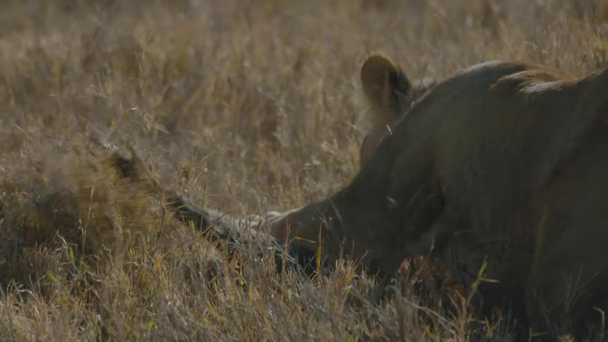 A female lion killing her prey in a field out in the wild