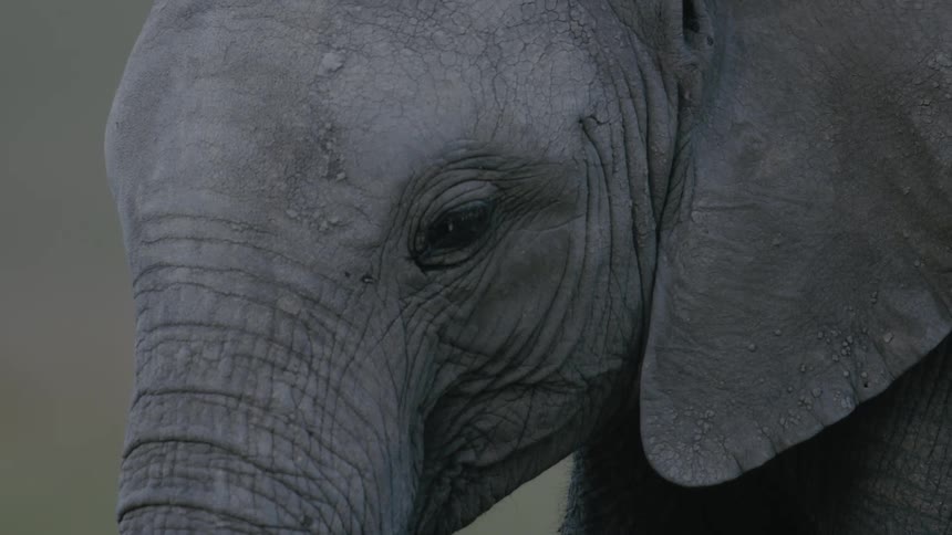 Close up view of an elephant in the wild is displayed