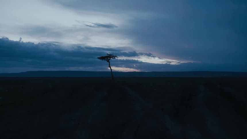 A single tree is on the landscape