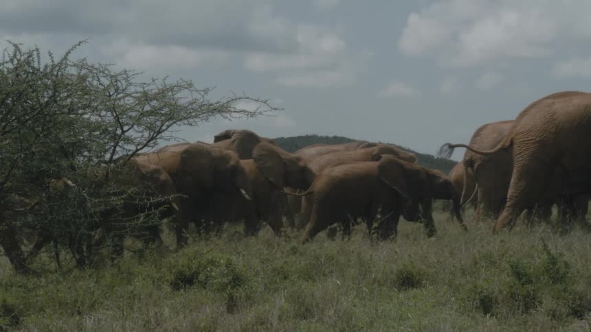 Herd of african elephants walking over the green grass in the savannah