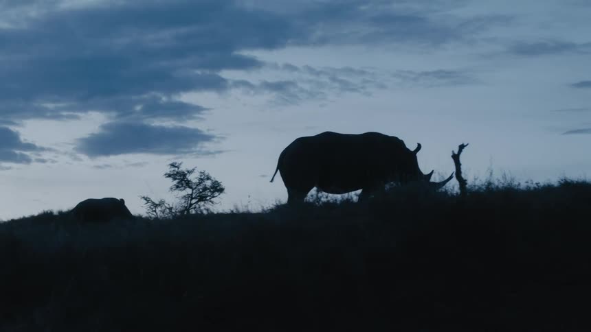 A baby rhino runs after its parent