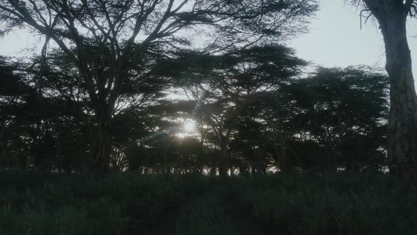 Trees are silhouetted against the sun going down in the forest