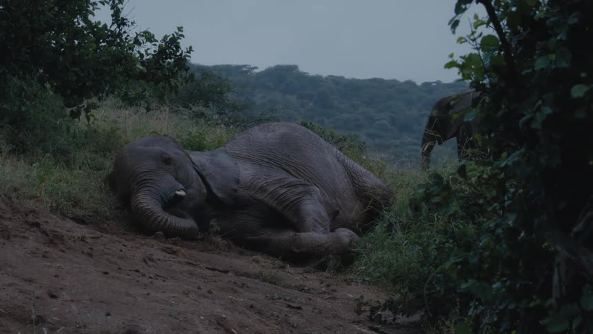 African elephant lies down on ground next to tree and bushes