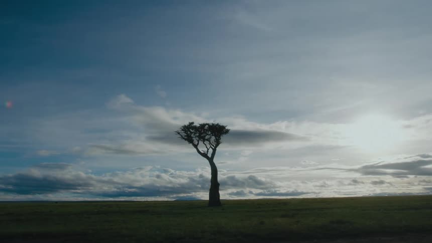 Single tree stands in the middle of a field on a sunny day