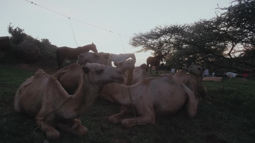 The camels are laying by the horses