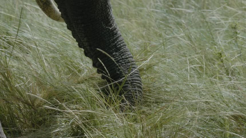 Close up of african elephant trunk grazing in grassy field