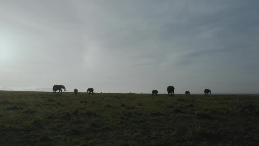 Many elephants standing on a open field in the middle of the day