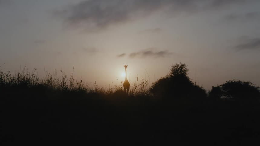 A giraffe stands tall among plants and trees as the sun shines brightly behind it