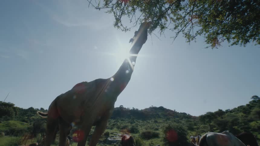Man walks behind camel reaching to feed on tree leaves as horses graze under a sunny sky