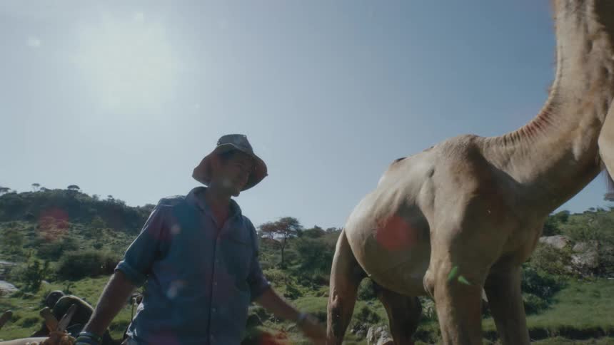 Man holding a rope watches a camel get up off the ground then he pats it