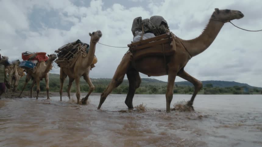 Camels are led through a river while carrying luggage and people on a tour
