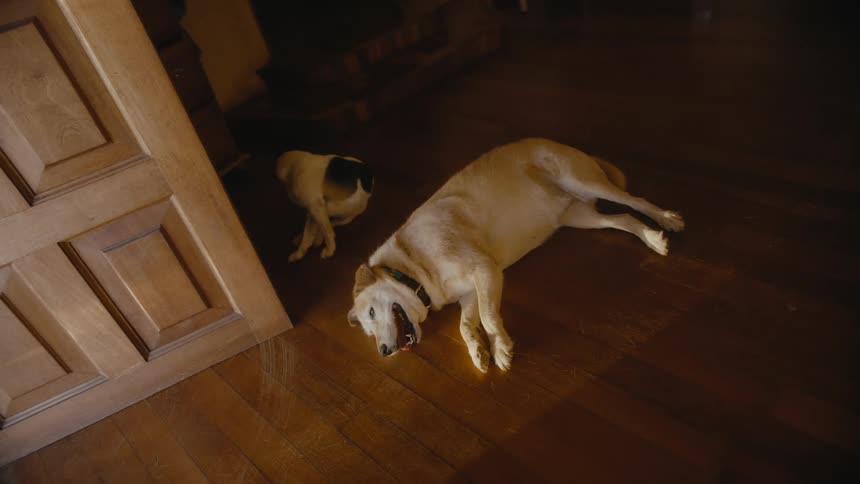 Two pet dogs lying on a hardwood floor indoors