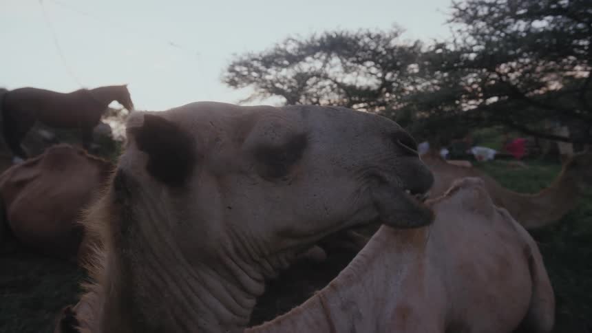 A camel chewing while resting near a camp site with horses tied up and people walking on a ridge