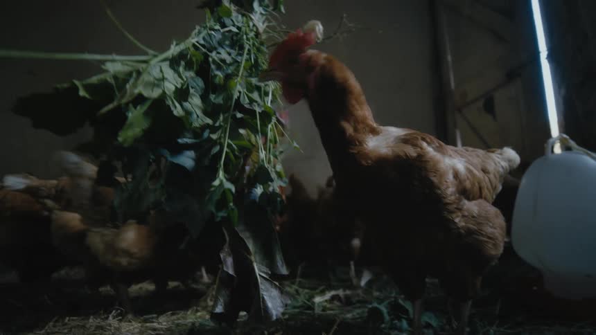 Chickens peck at the ground in the coop