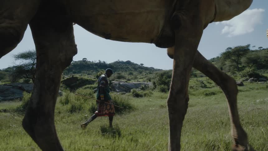Man carrying a long stick walks next to a camel in a grassy field under a blue sky