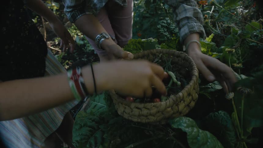 Two women harvest fruit and nuts from a wild bush plant