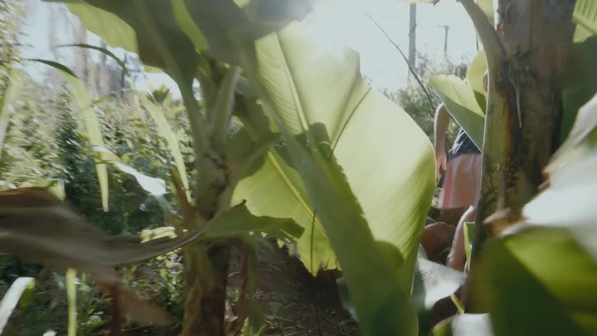 Woman winds through and past banana trees and other plants in yard