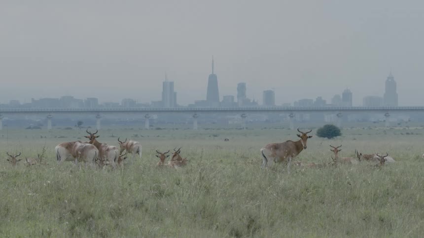 Herd of herbivores occupy field of tall grass with fog obscured city skyline in the background