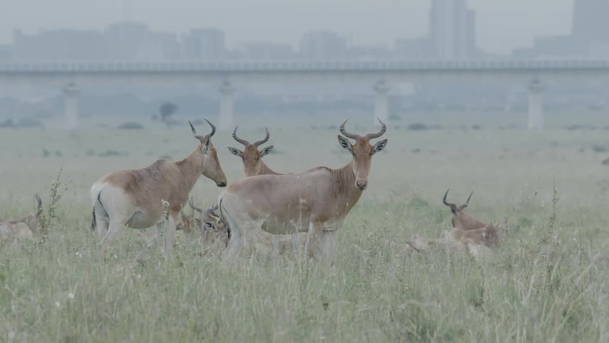 A group of animals stand together in the grass