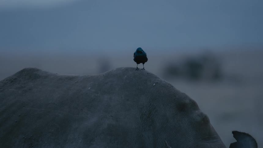 Two small birds perch on a boulder in a field as other animals graze behind them