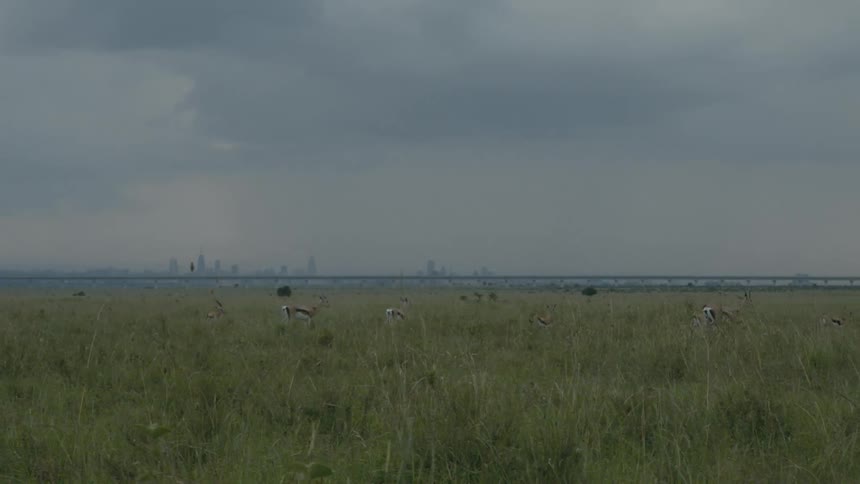 Dispersed herd of antelopes grazing on the green savannah grass near the city skyline