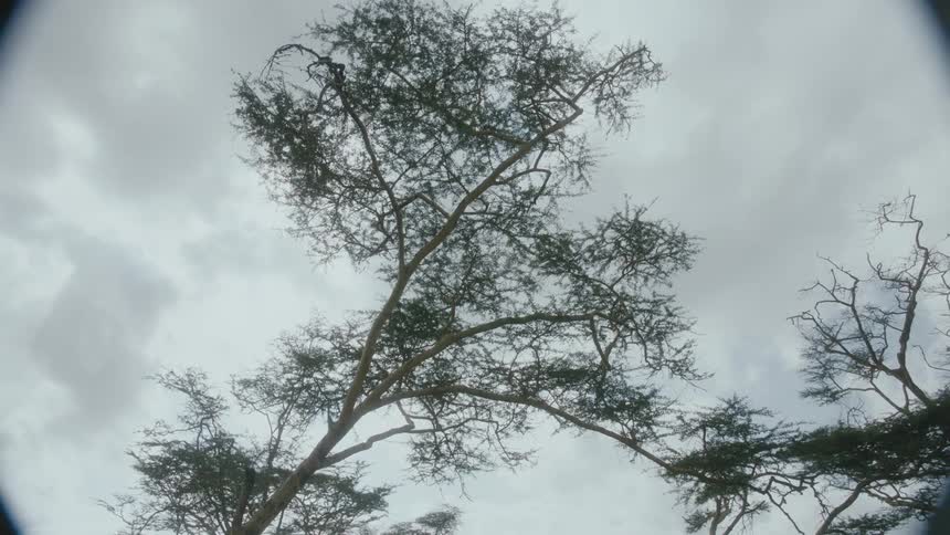African trees against the cloudy sky