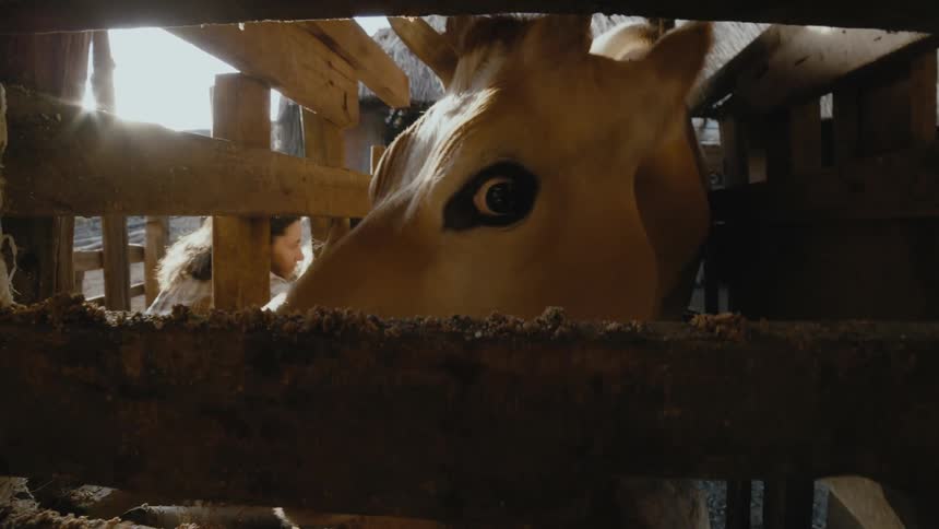 A woman on a farm reaches in to a pen and pets a calf