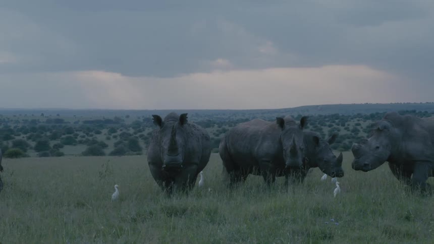 Group of rhinos in a grass field at nature