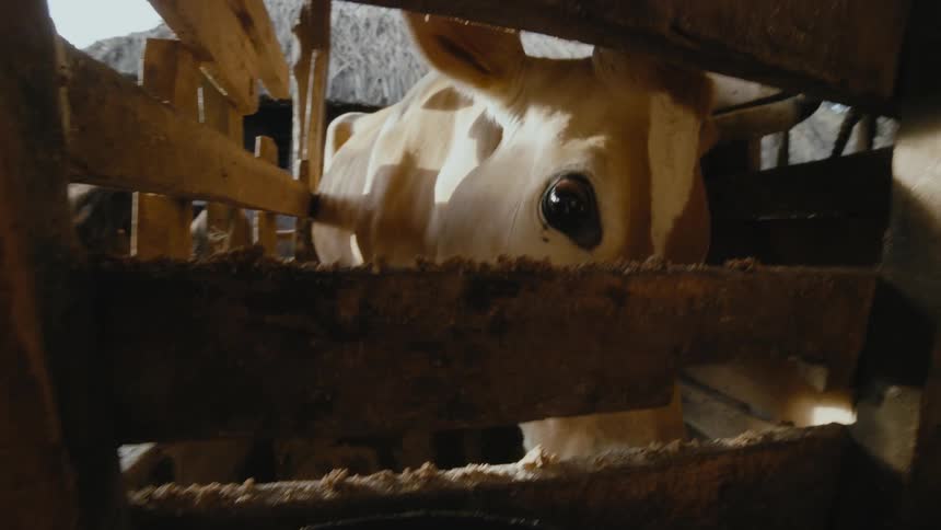 A woman milks a cow in a stable